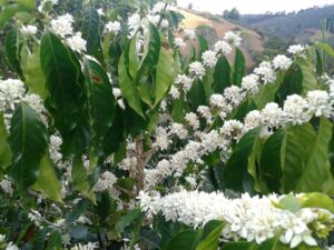 florada cafezal lavoura