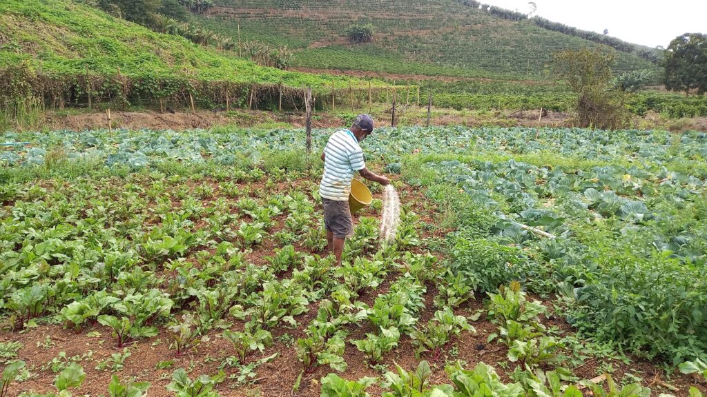 C Diniz agricultor horta