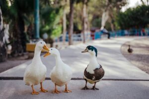 patos